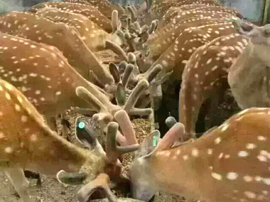 晓明鹿场
