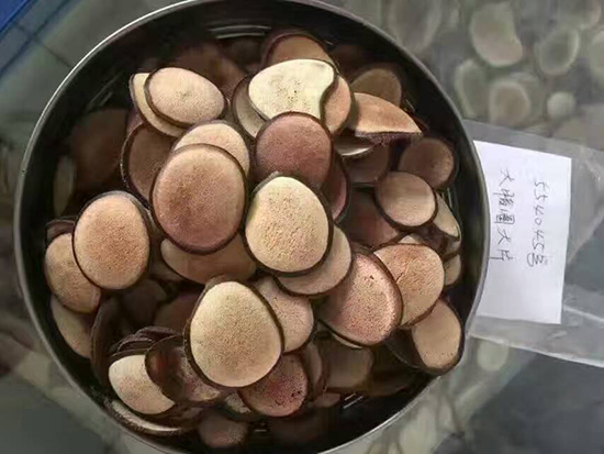 大蜡圈茸片