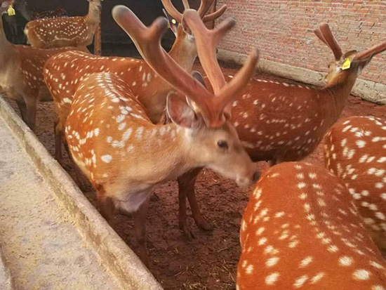 晓明鹿场