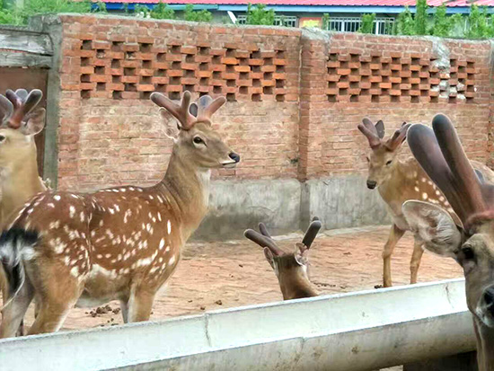 晓明鹿场