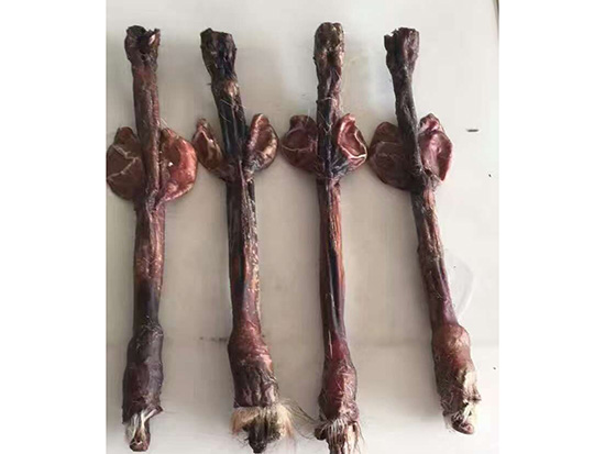 干鹿鞭