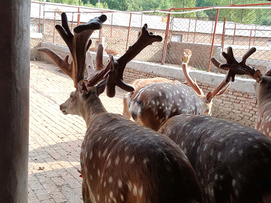 晓明鹿场