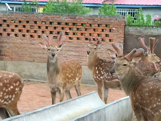 晓明鹿场