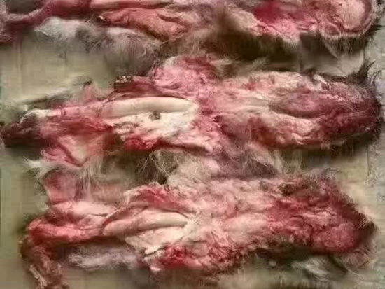 梅花鹿鹿鞭