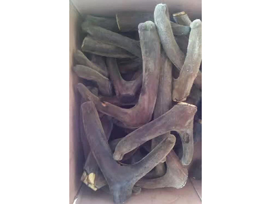 鹿茸