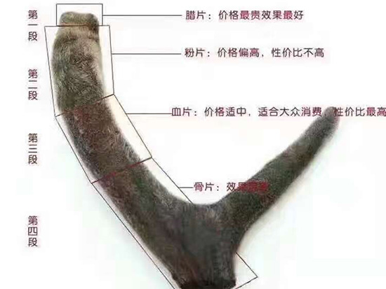鹿茸讲解